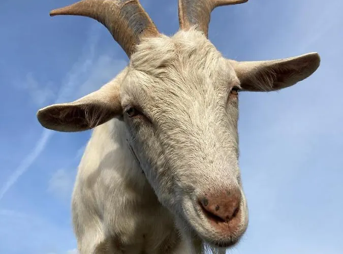 Knockreagh Farm Mountain Or Cedar Views Dom wakacyjny Kilkenny